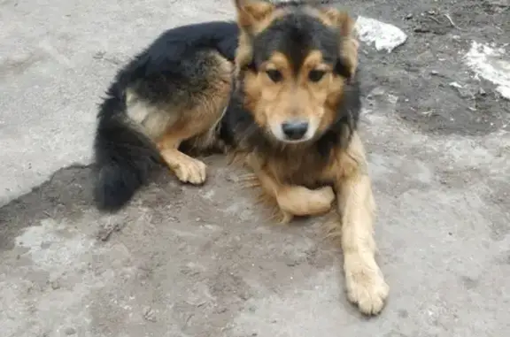Найдена собака в Одинцово, ул. Северная, в металлическом ошейнике.