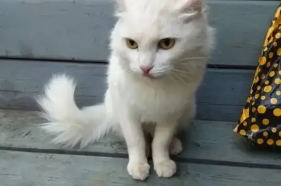 Найдена кошка в районе Пятерки, на передержке в Ярославле