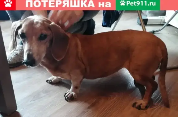 Собака Такса найдена в Электростали, ул. Металлургов 8.