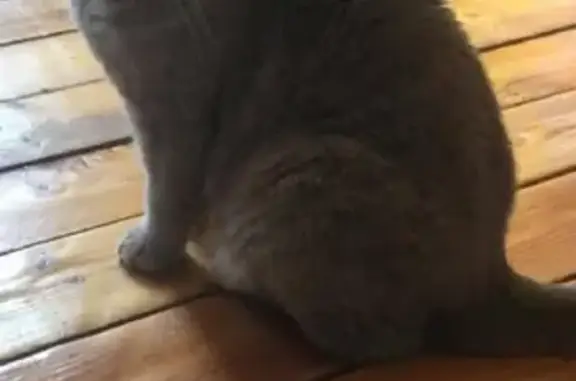 Кошки потеряшки, Ламишино, фото: Потеряшка кот Лимон в Ламишино, Истринский район, Московская обл.