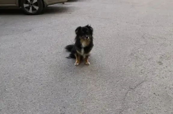 Найдена собака на ул. Конева, Белгород