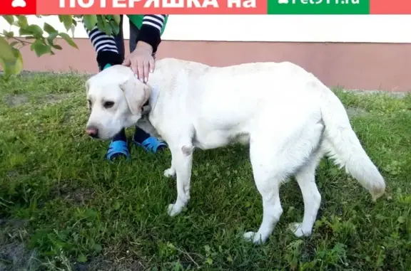 Найдена собака на Речице 21.05.2020 в Бресте