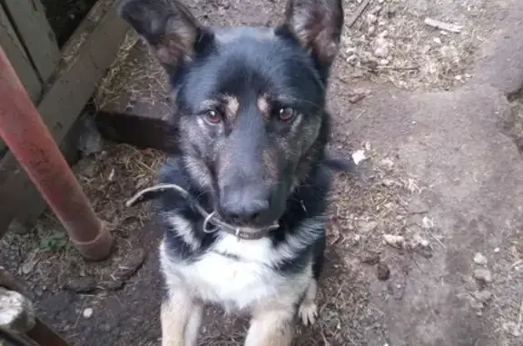 Собаки потеряшки, , фото: Потеряшка собака 