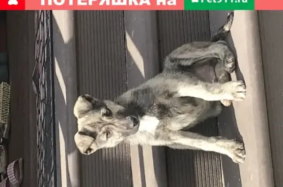 Найден щенок в Бронницах на Комсомольском переулке 61