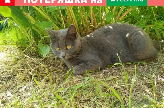 Кошки потеряшки, Тюмень, фото: Потеряшка кошка в Тюмени, СНТ Лесная Поляна