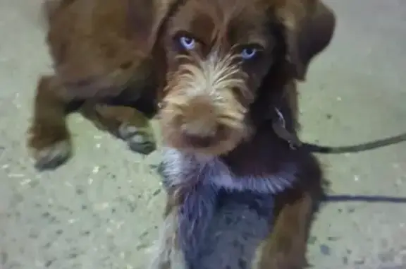 Пропал щенок Люкс в Пятигорске на ул. Смирнова