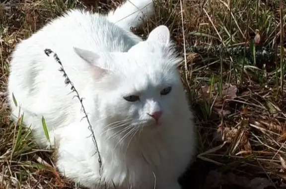 Кошки потеряшки, Ленинградская, фото: Потеряшка белая кошка в Медном заводе, Всеволожский р-н.