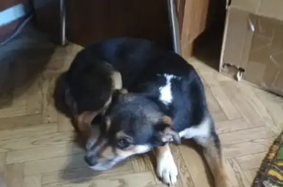 Найдена собака в Краснослободске, Волгоградская область