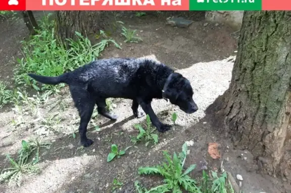 Найден чёрный лабродор в Перми