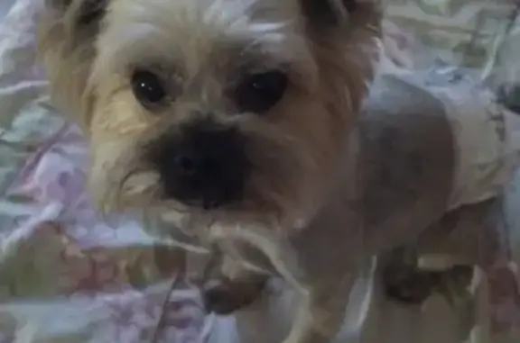 Собаки потеряшки, Тюмень, фото: Потеряшка собака в Казарово, Тюмень - помогите найти!