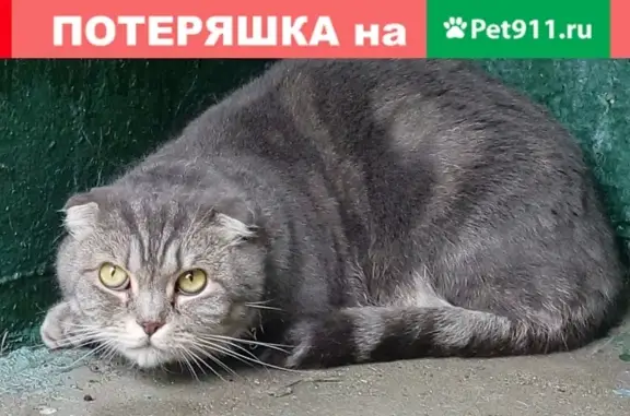 Найдена кошка в Москве: 8-9169547923