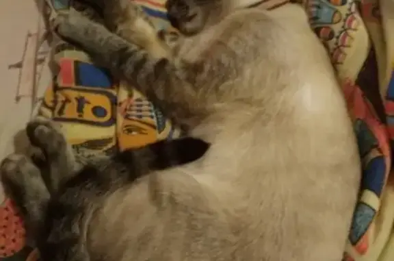 Кошки потеряшки, Озёры, фото: Потеряшка кошка в Озёрах, Московская обл. (фото)