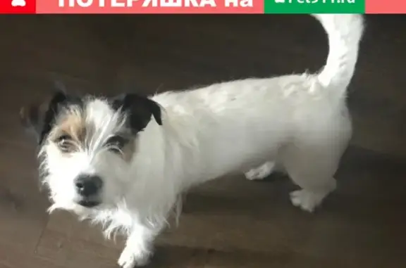 Пропала собака Джек-рассел-терьер на Зеленоградской улице, Москва