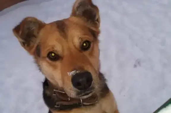 Собаки потеряшки, Вослебово, фото: Потеряшка собака в Вослебово, Рязанская обл.