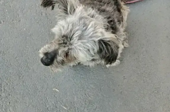 Найдена собака на Иркутном мосту, ищем хозяев