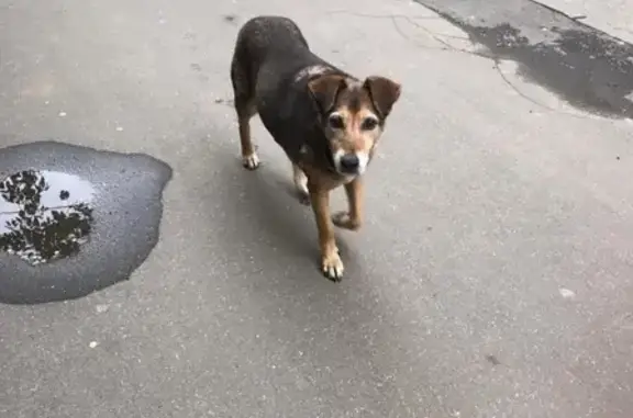 Потерянная собака на Дегтярном переулке, Москва