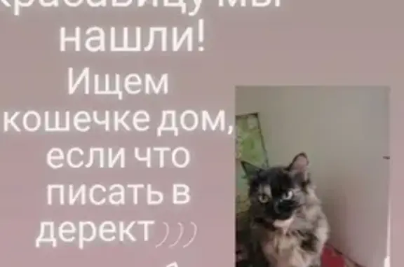 Кошка на Мелик-Карамова, Сургут, Россия (все на фото)
