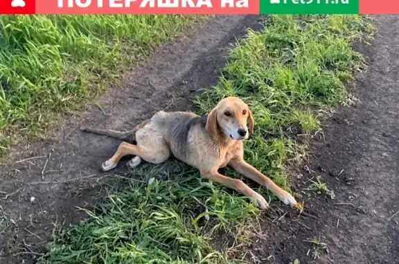 Найдена собака в Губкине: ищем ее хозяев!