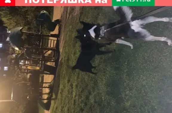 Найдена чёрная собака в Домодедово