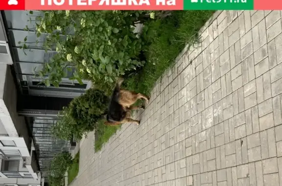 Найдена собака в Ромашково, Рублёвский проезд 40к2