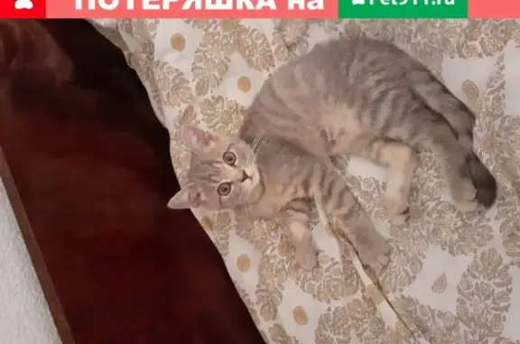 Найдена кошка в Абинском районе