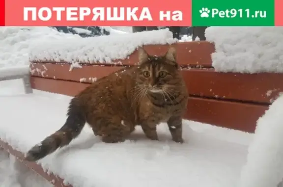 Пропала кошка в Москве, 1-й Институтский проезд