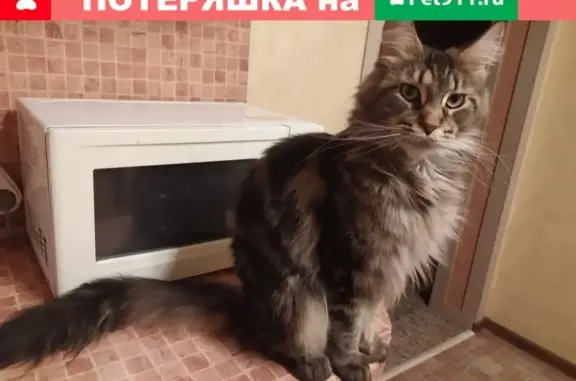 Пропала кошка Маруся в Саратове на 2-м Овсяном проезде