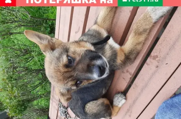 Найден щенок девочка на Русской улице