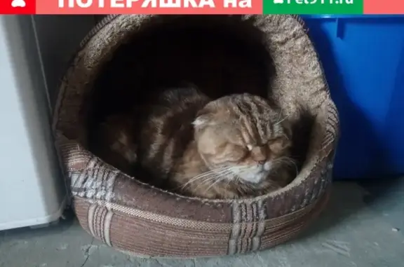 Найдена обезвоженная кошка на 7-й просеке в Самаре