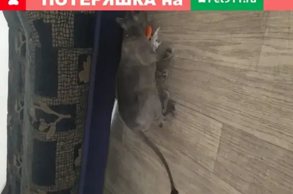 Найдена кошка в Омске, ищем хозяев!
