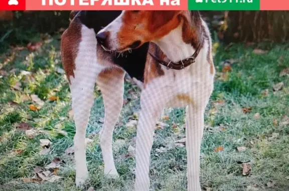 Пропала собака Пальма в Орловской области