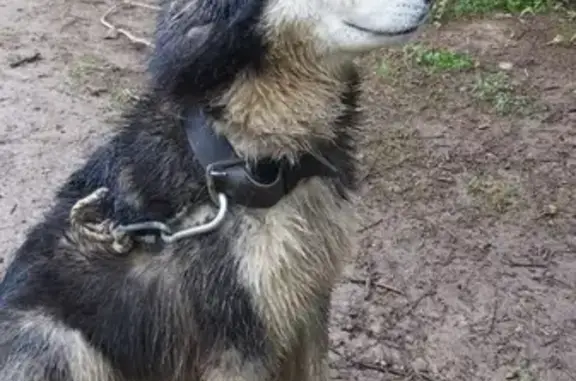 Пропала собака хаски в Солнечногорске, СНТ № 3 завода Серп и Молот