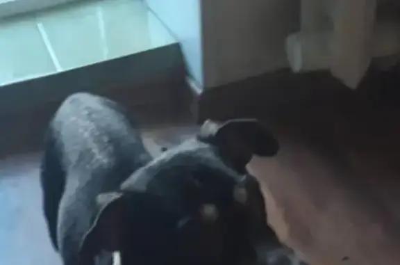 Собаки потеряшки, , фото: Потеряшка маленький чёрный пёсик на ул. Пролетарская, Керчь