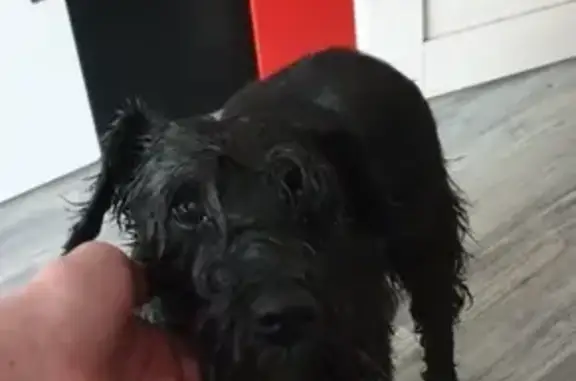Найдена собака на ул. Бабича в Ярославле