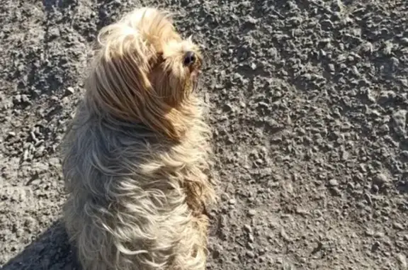 Собака найдена возле областной больницы в Мурманске (Гвардейская ул. 24)