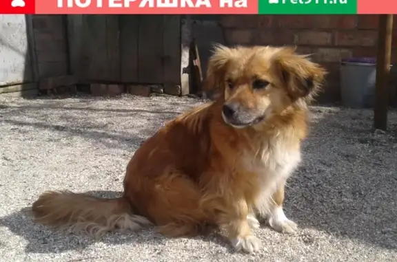 Пропала собака на трассе Ейск - Должанская, Краснодарский край