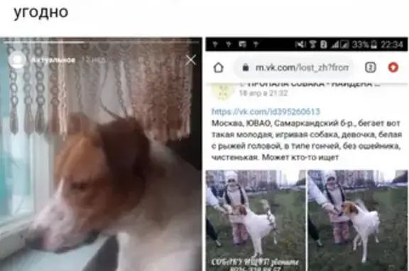 Пропала собака Ликуся на Выхино-Жулебино, последний раз видели на улице Гагарина