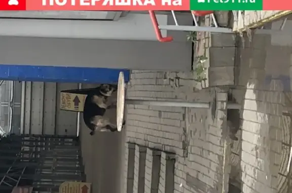 Найдена собака Наро-Фоминск на станции!
