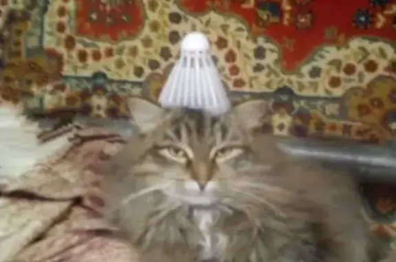 Кошки потеряшки, Екатеринбург, фото: Потеряшка кот Шустрик в пос. Крылатовский, Ревдинский район