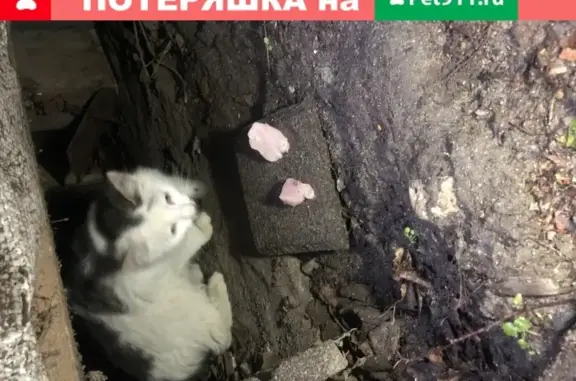 Найдена кошка в Медвежьих озёрах, Щёлково