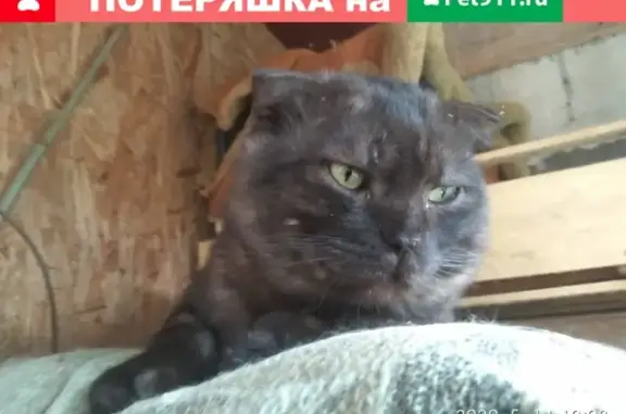 Найдена кошка в СНТ Флора-2, Петергоф