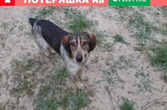 Найдена ласковая собака в деревне Плотинка, Нижегородская область