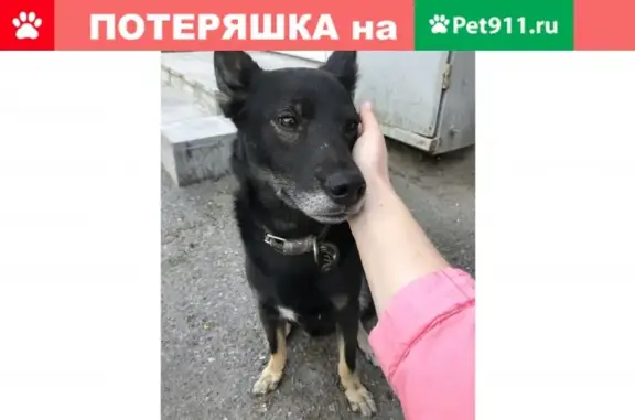 Найдена собака на улице Седова в Санкт-Петербурге