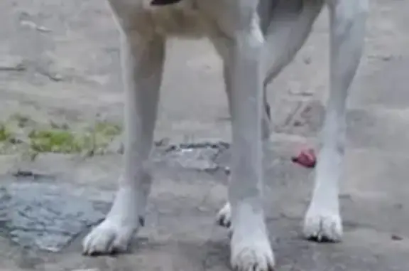 Срочно! Найдена истощенная собака в Ногинске