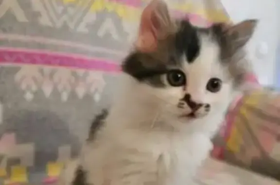 Потерянные животные , фото: Пропала кошка на ул. Юмашева, 15, Севастополь