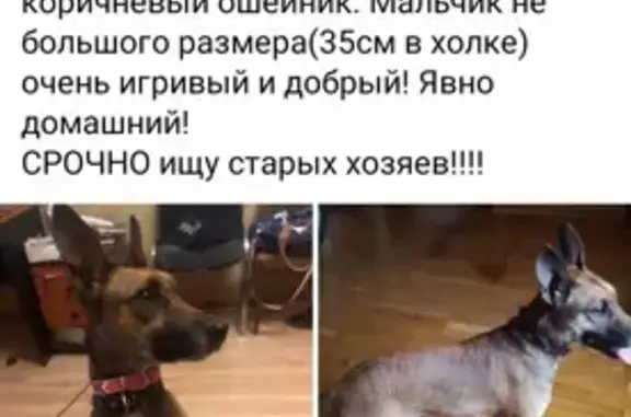 Найдена собака на Варшавском шоссе, ищу хозяев!