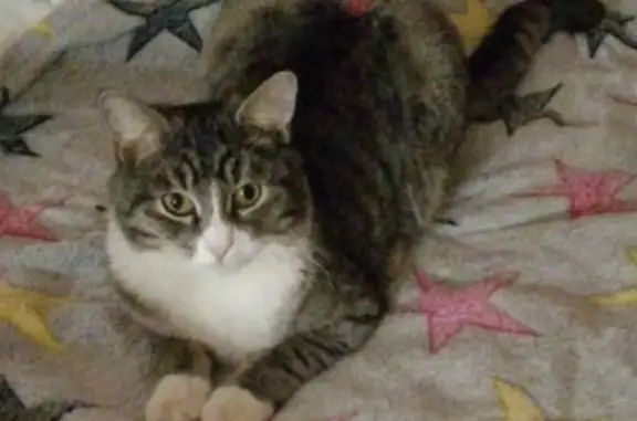 Пропал серый полосатый кот на ул. Бронницкая с перевязанной лапкой