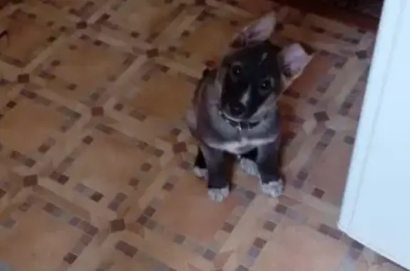 Найден породистый щенок в СЗ Челябинска