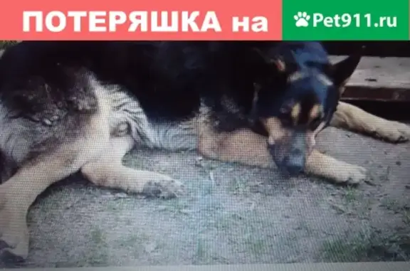 Найдена собака в СНТ Дубравный, Балахнинский район
