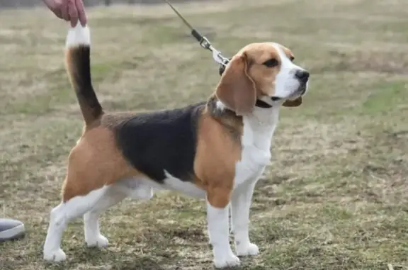 Пропала собака в Чувашской Республике, бигль без ошейника, тел. 89061356838